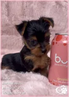Tulip, a female Yorkshire Terrier for sale in Tempe, AZ – Photo 5 of 10