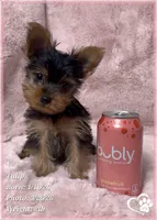 Tulip, a female Yorkshire Terrier for sale in Tempe, AZ – Photo 2 of 7
