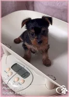 Tulip, a female Yorkshire Terrier for sale in Tempe, AZ – Photo 1 of 10