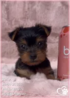 Tulip, a female Yorkshire Terrier for sale in Tempe, AZ – Photo 3 of 10