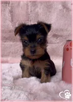 Tulip, a female Yorkshire Terrier for sale in Tempe, AZ – Photo 7 of 10