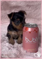 Tulip, a female Yorkshire Terrier for sale in Tempe, AZ – Photo 2 of 10