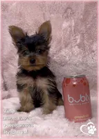 Tulip, a female Yorkshire Terrier for sale in Tempe, AZ – Photo 5 of 7
