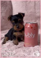 Tulip, a female Yorkshire Terrier for sale in Tempe, AZ – Photo 10 of 10