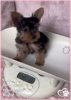 Tulip, a female Yorkshire Terrier for sale in Tempe, AZ – Photo 3 of 7