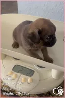 Dottie, a female Brussels Griffon for sale in Tempe, AZ – 3 of 5