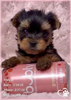Trevor, a male Yorkshire Terrier for sale in Tempe, AZ – Photo 1 of 7