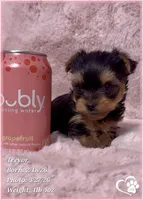 Trevor, a male Yorkshire Terrier for sale in Tempe, AZ – Photo 2 of 7