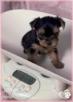 Trevor, a male Yorkshire Terrier for sale in Tempe, AZ – Photo 4 of 7