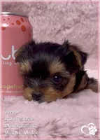 Trevor, a male Yorkshire Terrier for sale in Tempe, AZ – Photo 3 of 7