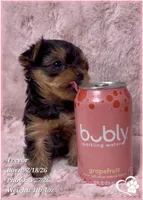 Trevor, a male Yorkshire Terrier for sale in Tempe, AZ – Photo 5 of 7