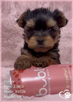 Trevor, a male Yorkshire Terrier for sale in Tempe, AZ – Photo 6 of 7