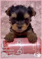 Trevor, a male Yorkshire Terrier for sale in Tempe, AZ – Photo 7 of 7