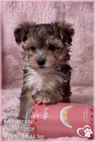 Scamp the Morkie Poo, a male Yorkipoo and Maltese for sale in Tempe, AZ – 2 of 9