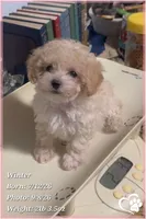 Winter, a female Maltipoo for sale in Phoenix, AZ – 10 of 10