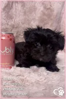 Nickel, a male Yorkshire Terrier and Poodle - Toy  for sale in Tempe, AZ – 10 of 10