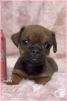 Darla, a female Brussels Griffon for sale in Tempe, AZ – 10 of 10
