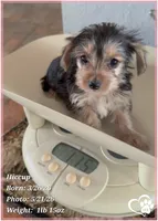 Hiccup, a female Morkie for sale in Tempe, AZ – 8 of 10