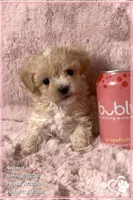 Aramis, a male Maltipoo for sale in Phoenix, AZ – 4 of 10