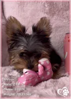 Trevor, a male Yorkshire Terrier for sale in Tempe, AZ – 6 of 10