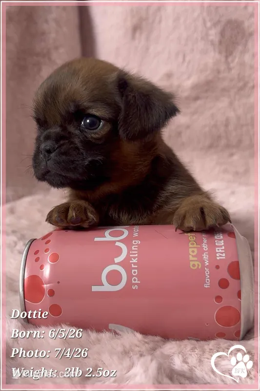 Dottie – Brussels Griffon puppy on hold in Tempe, AZ