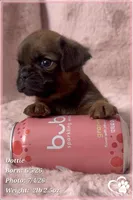 Dottie, a female Brussels Griffon for sale in Tempe, AZ – 1 of 5