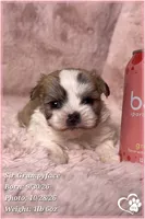 SIr Grumpyface, a male Mal Shi for sale in Phoenix, AZ – 3 of 6
