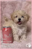 Winter, a female Maltipoo for sale in Phoenix, AZ – 6 of 10
