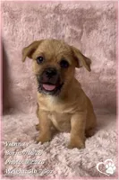 Vienna the Porkie *includes spay*, a female Pug and Yorkshire Terrier for sale in Phoenix, AZ – 7 of 8