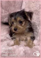 Hiccup, a female Morkie for sale in Tempe, AZ – 3 of 10
