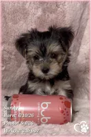 Sunny, a female Morkie for sale in Tempe, AZ – 7 of 9