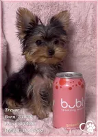 Trevor, a male Yorkshire Terrier for sale in Tempe, AZ – 8 of 10