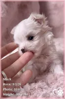 Mack, a male Maltese for sale in Phoenix, AZ – 9 of 10