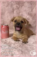 Vienna the Porkie *includes spay*, a female Pug and Yorkshire Terrier for sale in Phoenix, AZ – 8 of 8