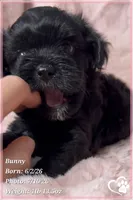 Bunny, a female Yorkipoo for sale in Tempe, AZ – 2 of 10
