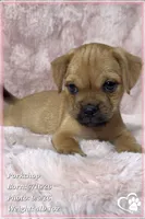 Porkchop the Porkie, a male Pug and Yorkshire Terrier for sale in Phoenix, AZ – 7 of 9