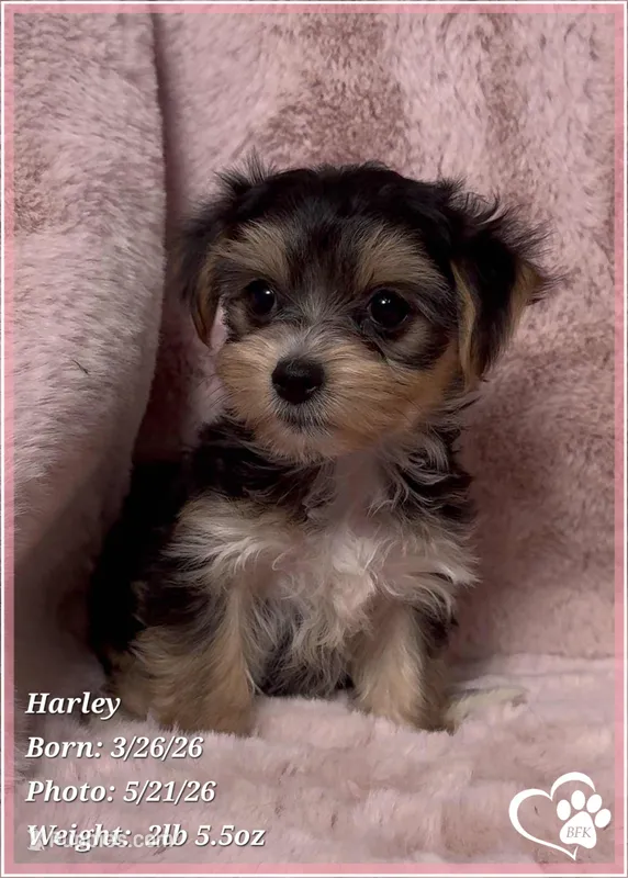 Harley – Morkie puppy for sale in Tempe, AZ