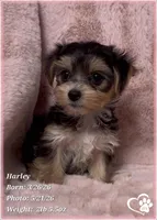 Harley, a female Morkie for sale in Tempe, AZ – 1 of 10