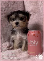 Harley, a female Morkie for sale in Tempe, AZ – 7 of 10
