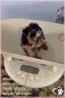 Stuart, a male Yorkshire Terrier for sale in Phoenix, AZ – 5 of 10