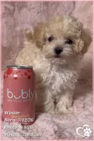 Winter, a female Maltipoo for sale in Phoenix, AZ – 3 of 10