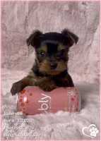 Jameson, a male Yorkshire Terrier for sale in Tempe, AZ – Photo 9 of 10