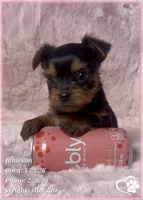 Jameson, a male Yorkshire Terrier for sale in Tempe, AZ – Photo 3 of 10