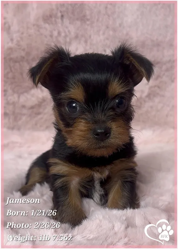 Jameson, a male Yorkshire Terrier for sale in Tempe, AZ – Photo 1 of 10