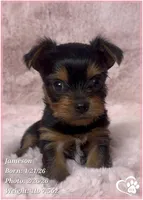 Jameson, a male Yorkshire Terrier for sale in Tempe, AZ – Photo 1 of 10