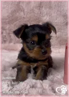 Jameson, a male Yorkshire Terrier for sale in Tempe, AZ – Photo 7 of 10