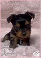 Jameson, a male Yorkshire Terrier for sale in Tempe, AZ – Photo 2 of 10