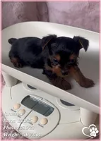 Jameson, a male Yorkshire Terrier for sale in Tempe, AZ – Photo 6 of 10