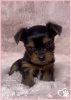 Jameson, a male Yorkshire Terrier for sale in Tempe, AZ – Photo 8 of 10