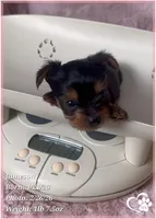 Jameson, a male Yorkshire Terrier for sale in Tempe, AZ – Photo 4 of 10